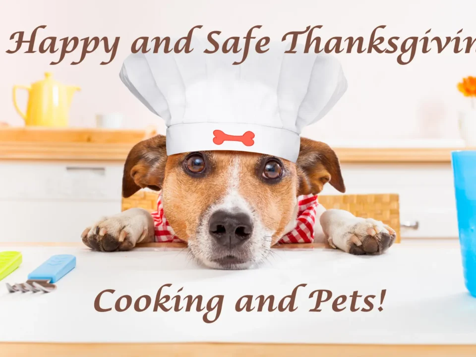 A_Happy_and_Safe_Thanksgiving_Blog